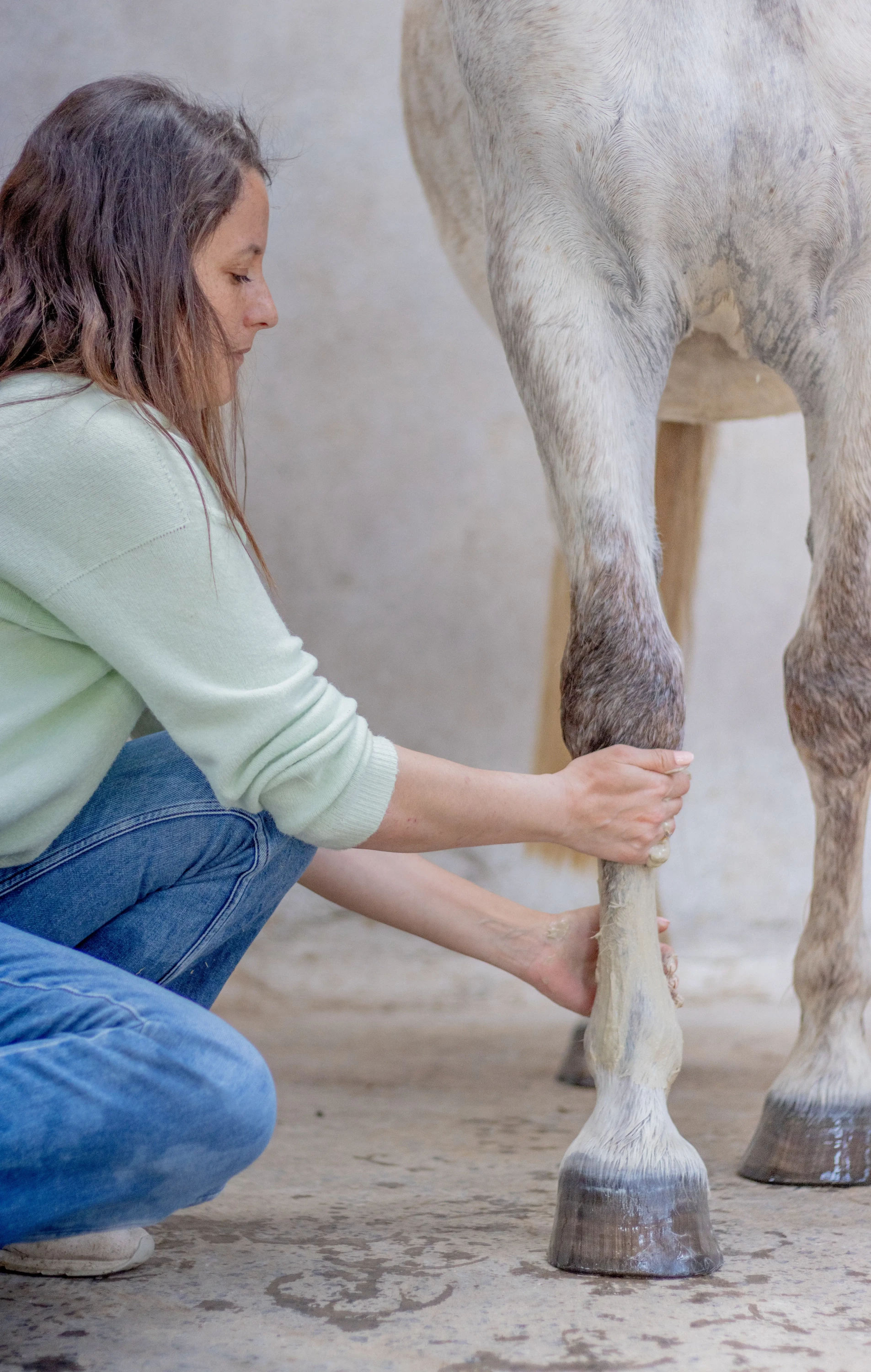 Bel'legs argile membres chevaux