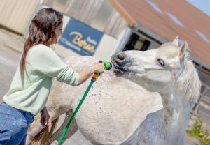 Douche cheval rafraichissante